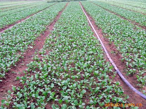 湛江市伯倫高新科技新鮮蔬菜產(chǎn)品列表與零售指南